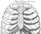 rib cage grays anatomy
